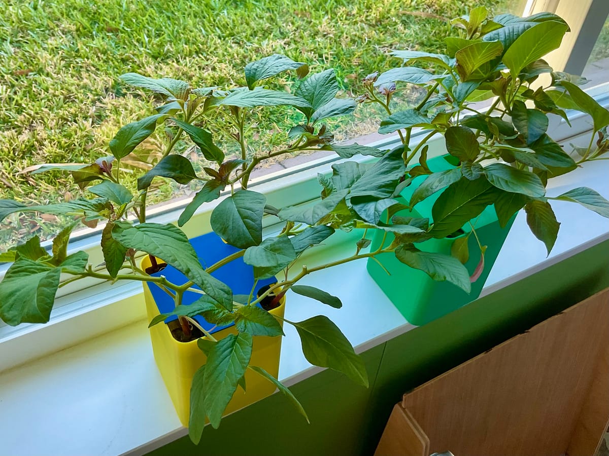 Callaloo results (Red Amaranth)