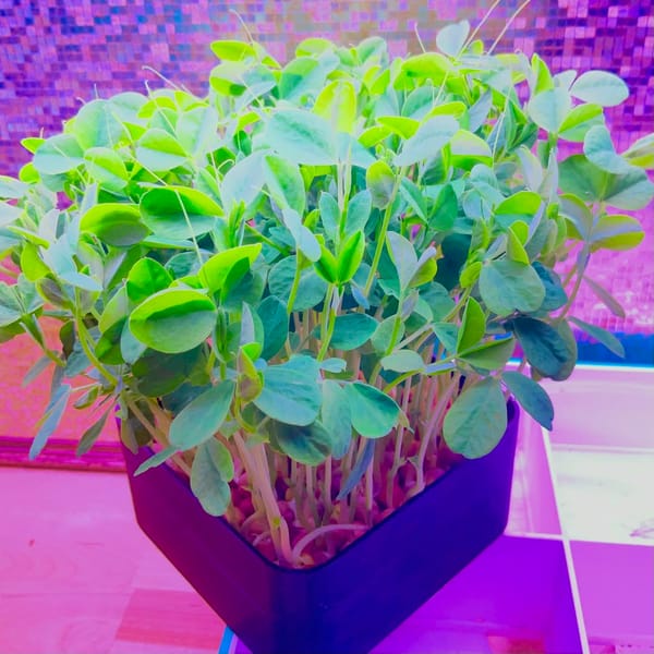Kratky spotted pea micro greens